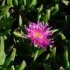 Pigface eaten by children along the waterways of Botany Bay 